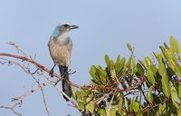 Florida Scrub-Jay (Aphelocoma coerulescens) photo