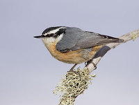 Red-breasted Nuthatch (Sitta canadensis) photo