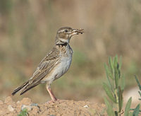 Calandra Lark (Melanocorypha calandra) photo