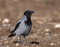 Hooded Crow (Corvus cornix) photo