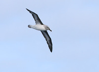 Gray-headed Albatross (Thalassarche chrysostoma) photo