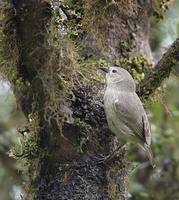 Woodpecker Finch (Camarhynchus pallidus) photo