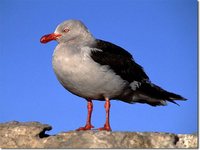 Dolphin Gull - Larus scoresbii