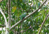 Black-naped Fruit-Dove - Ptilinopus melanospila