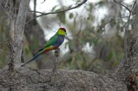 Red-capped Parrot - Purpureicephalus spurius