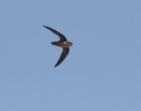 Vaux's Swift - Chaetura vauxi