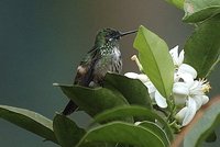 Festive Coquette - Lophornis chalybeus