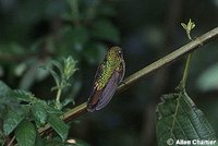Tyrian Metaltail - Metallura tyrianthina