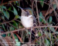 Volcano Hummingbird - Selasphorus flammula