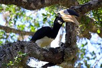 Malabar Pied-Hornbill - Anthracoceros coronatus