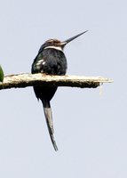 Paradise Jacamar - Galbula dea