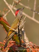 Golden-olive Woodpecker - Piculus rubiginosus