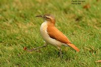 Pale-legged Hornero - Furnarius leucopus