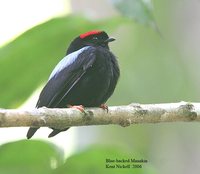 Blue-backed Manakin - Chiroxiphia pareola