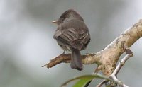 Tropical Pewee - Contopus cinereus