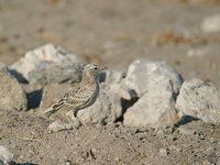 Fawn-colored Lark - Calendulauda africanoides