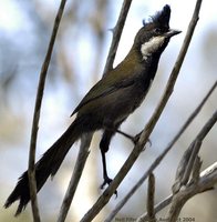 Eastern Whipbird - Psophodes olivaceus