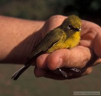 African Yellow White-eye - Zosterops senegalensis