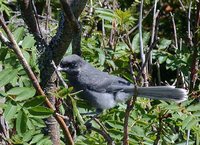 Gray Jay - Perisoreus canadensis