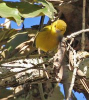 Golden Vireo - Vireo hypochryseus