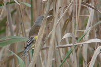 Oriental Greenfinch - Carduelis sinica