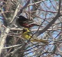 Orchard Oriole - Icterus spurius