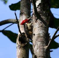 Pale-billed Woodpecker
