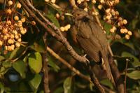 *NEW* Rufous-bellid Thrush