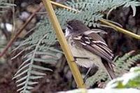 Piojito Gargantilla - White-throated Tyranulet - Mecocerculus leucophrys