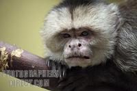 White fronted capuchin monkey stock photo