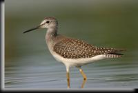 Lesser Yellowlegs, Jamaica Bay, NY