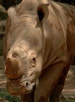 Rhino
