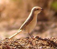 Rufous-tailed Shrike