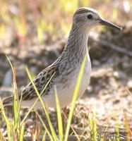 Long-toed Stint Calidris subminuta 종달도요