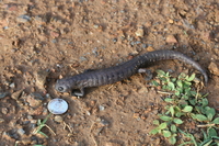 : Bolitoglossa dofleini; Giant Palm Salamander