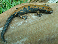 : Bolitoglossa lincolni