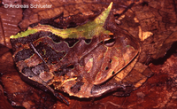 : Ceratophrys cornuta; Surinam Horned Frog