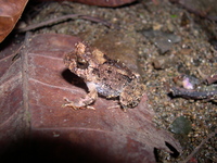 : Craugastor rugosus