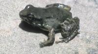 : Hyloxalus leucophaeus