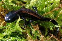 : Paramesotriton laoensis