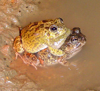 : Pleurodema brachyops