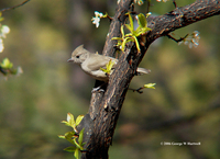 : Baeolophus inornatus; Oak Titmouse