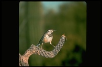 : Campylorhynchus brunneicapillus; Cactus Wren