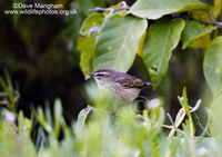 : Dendroica palmarum; Palm Warbler