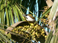 : Entomyzon cyanotis; Blue-faced Honeyeater