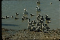 : Larus occidentalis; Western Gull