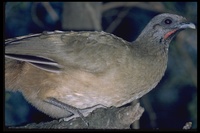 : Ortalis vetula; Plain Chachalaca