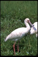 : Platalea alba; African Spoonbill