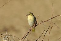 : Ploceus velatus; Masked Weaver