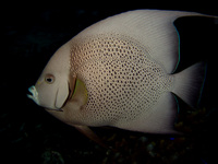 : Pomacanthus arcuatus; Gray Angelfish